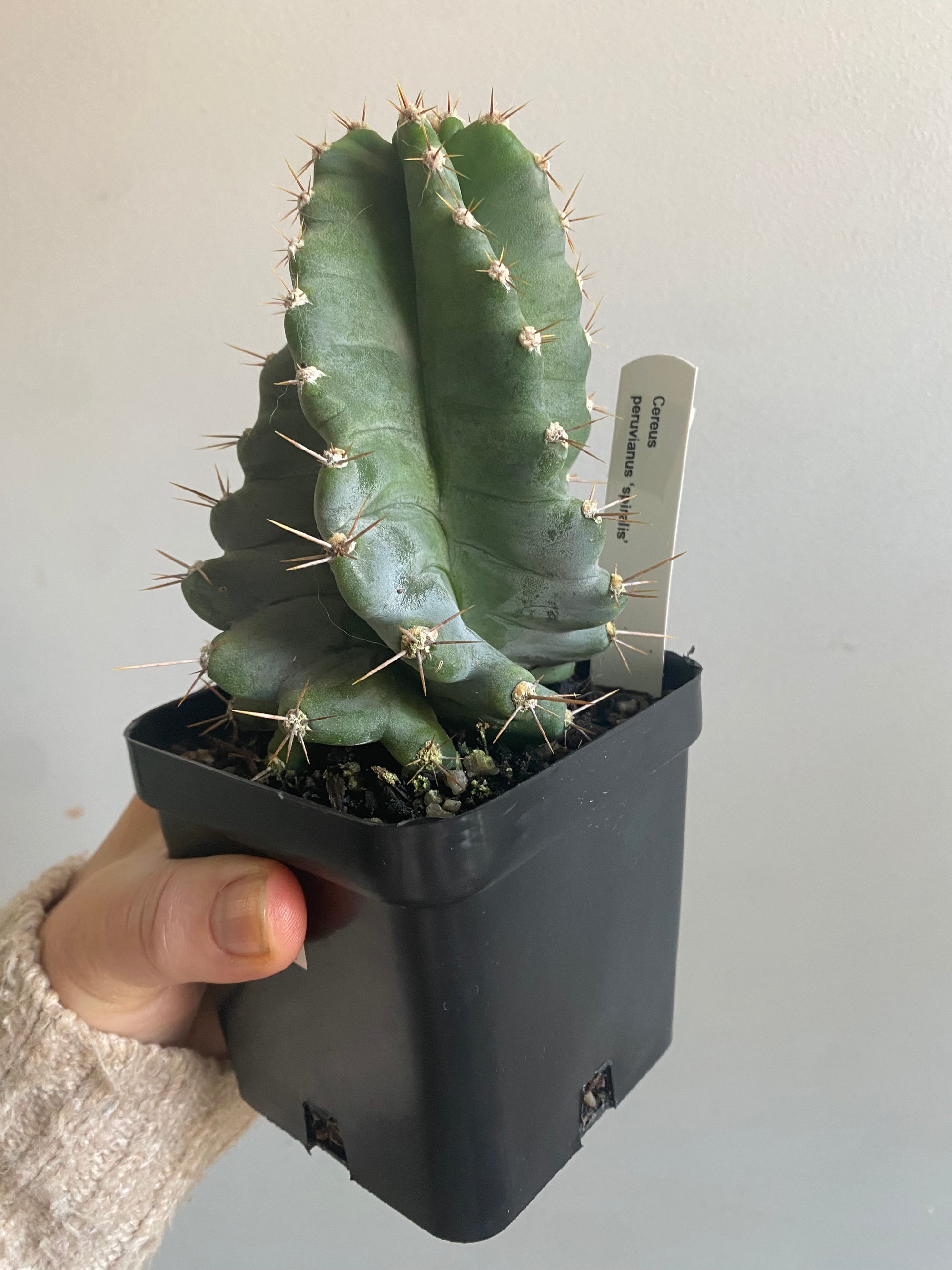 Cereus peruvianus 'spiralis'