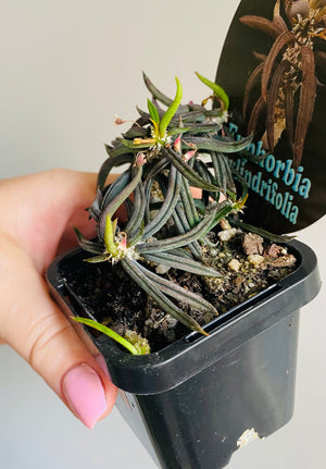 Euphorbia cylindrifolia 'Dead Plant'