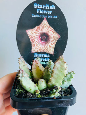 Huernia thuretii - Starfish Flower Collection No. 35