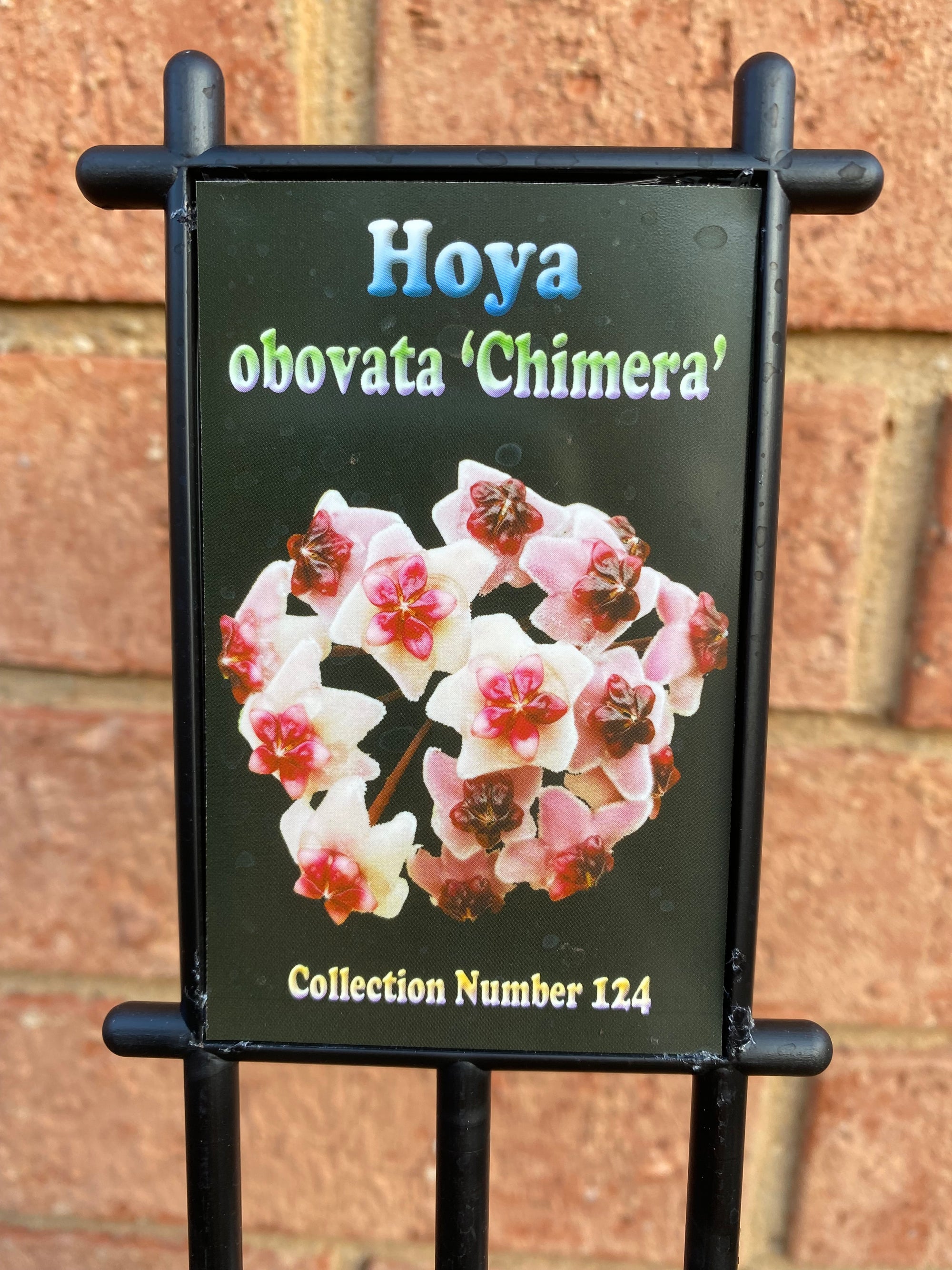 Hoya - Obovata Chimera Collection No. 124