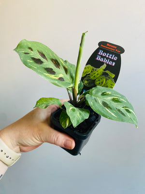 Maranta leuconeura Kerchoveana Variegata