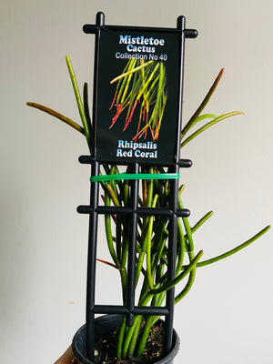 Rhipsalis Red Coral - Mistletoe Cactus Collection No. 40