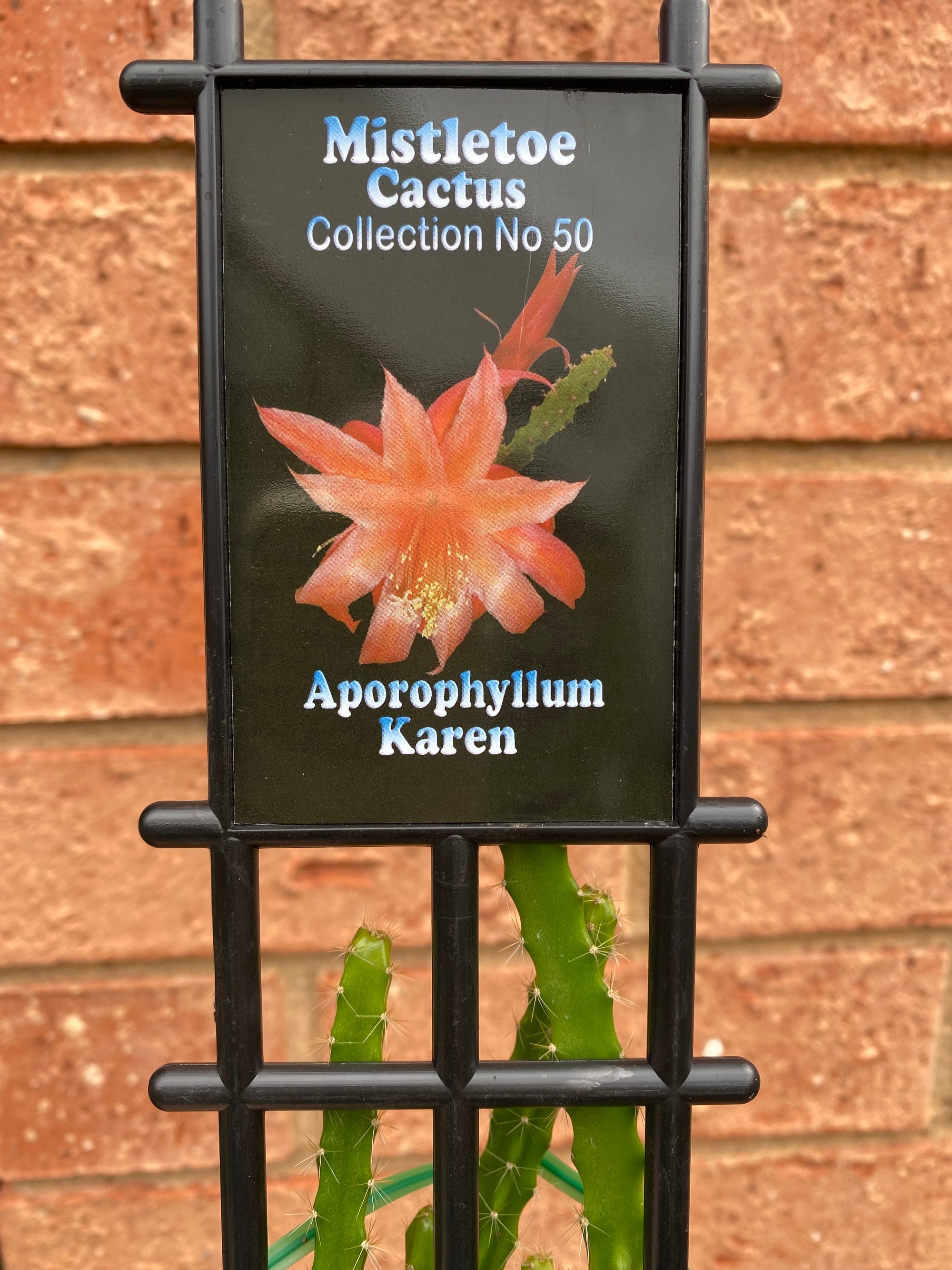 Aporophyllum ‘Karen’ - Mistletoe Cactus Collection No. 50