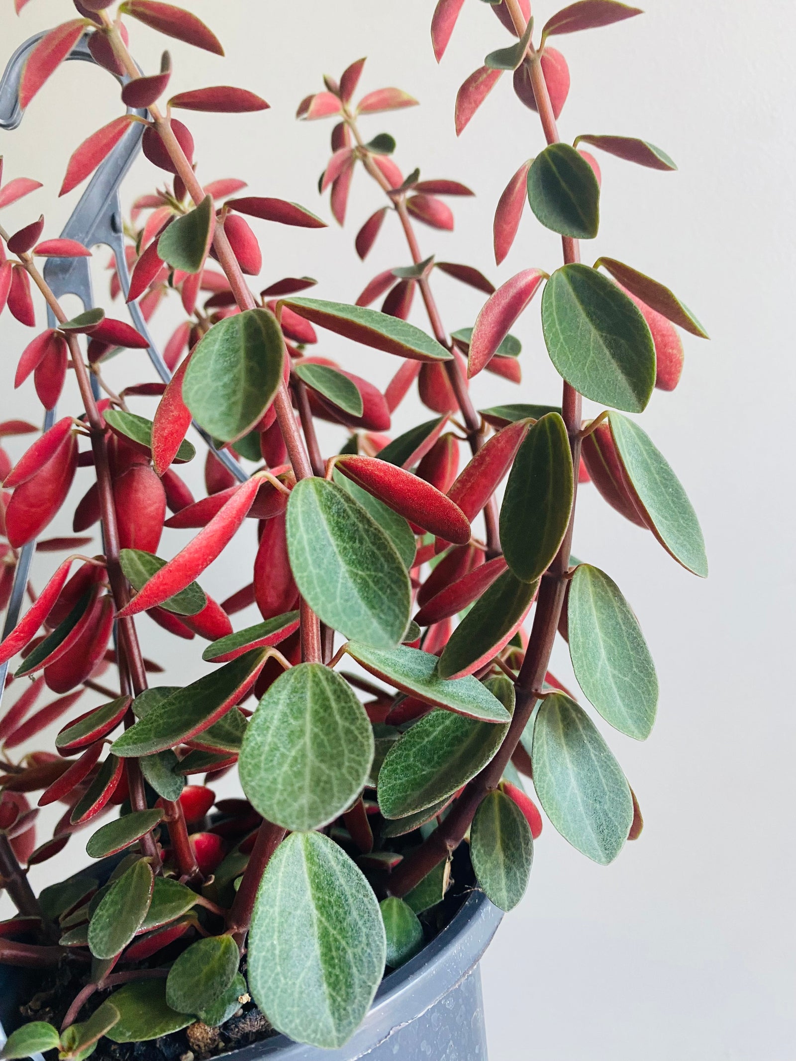 Peperomia - Red Log