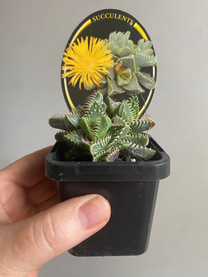 Faucaria britanea - White Spotted Jaws