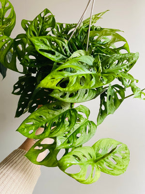 Monstera adansonii mini ‘Monkey Mask