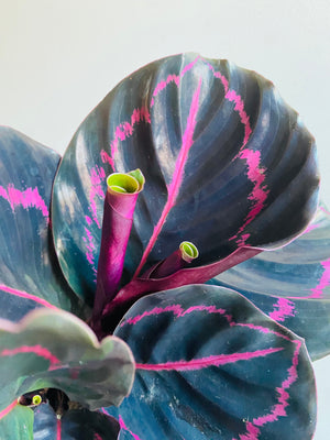 Calathea - Dottie