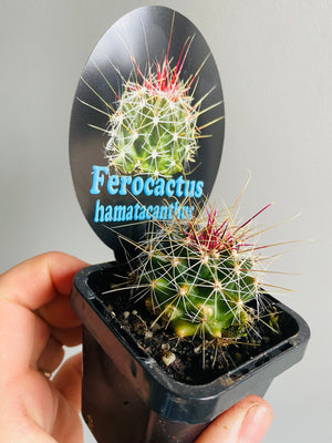 Ferocactus hamatacanthus - Mexican Fruit Cactus
