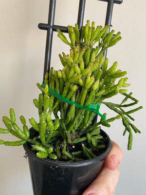 Rhipsalis Hatiora salicornioides - Mistletoe Cactus Collection No. 6