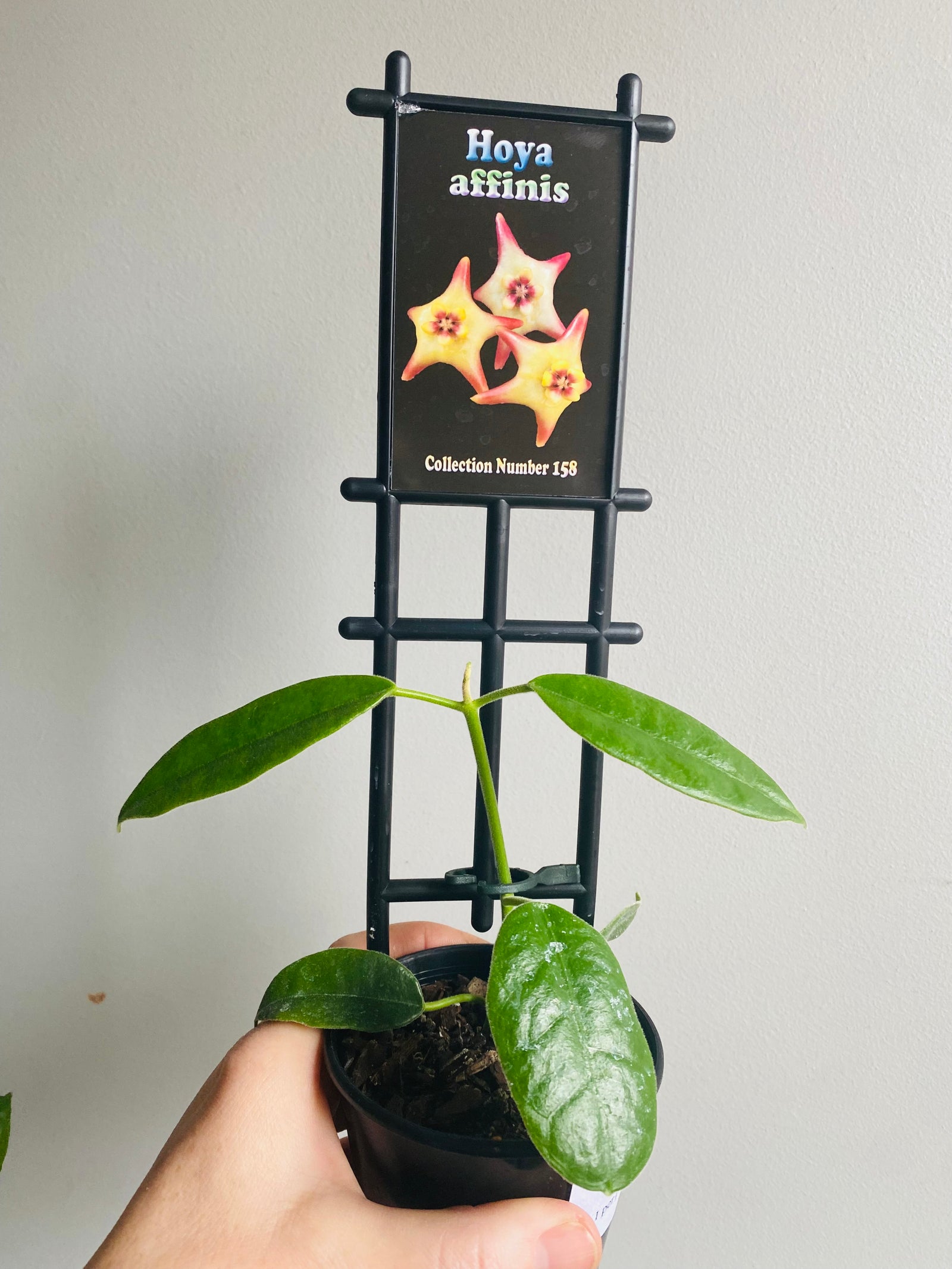 Hoya - Affinis Collection No. 158