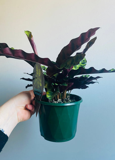 Calathea insignis - Rattlesnake