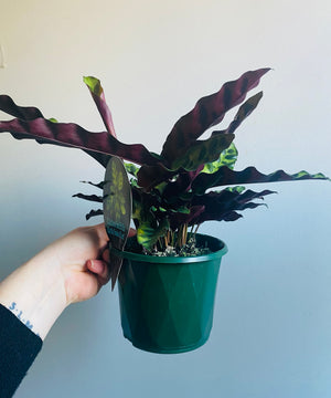 Calathea insignis - Rattlesnake