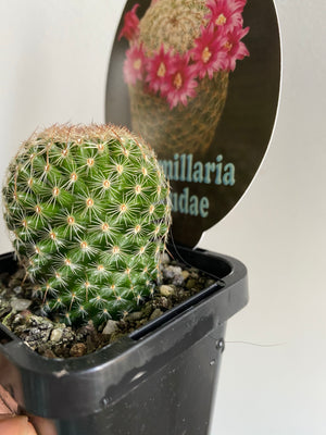 Mammillaria matudae