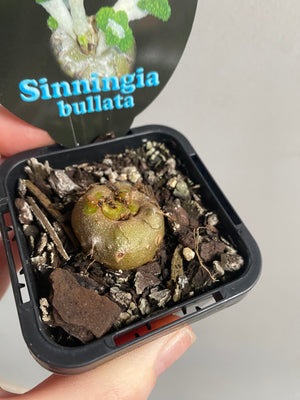 Sinningia Bullata - Emerald Forest