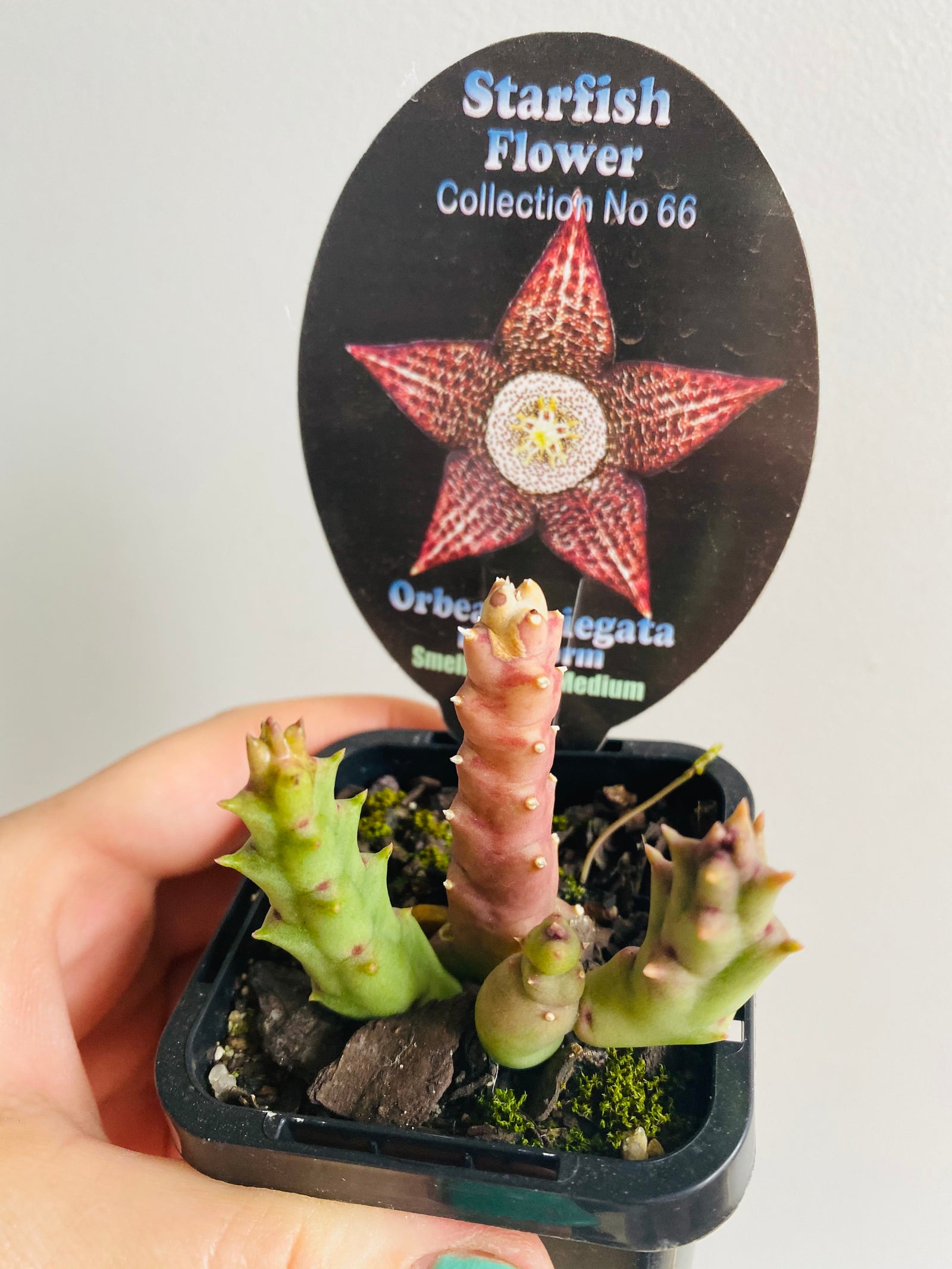 Orbea variegata Dark Form - Starfish Flower Collection No. 66