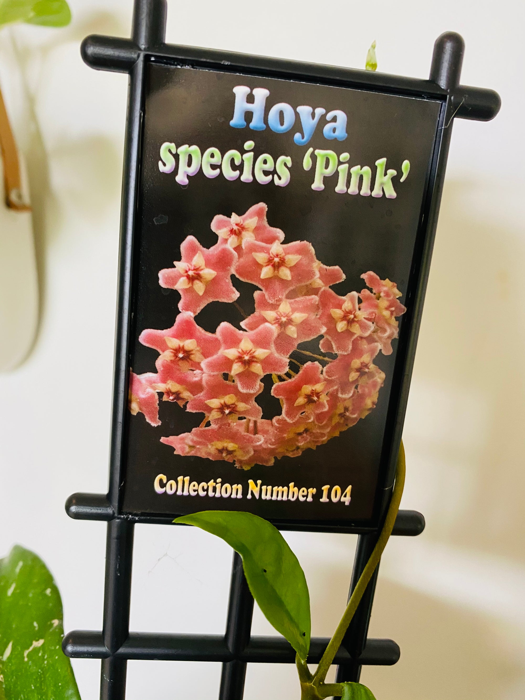 Hoya - Species ‘Pink’ Collection No. 104