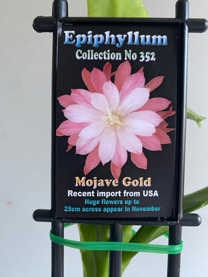 Epiphyllum 'Mojave Gold' - Collection No. 352