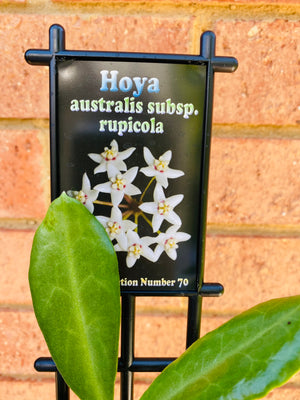 Hoya - Australis subsp. rupicola Collection No. 70