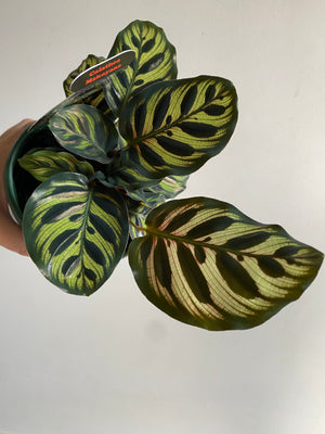 Calathea - Makoyana Peacock