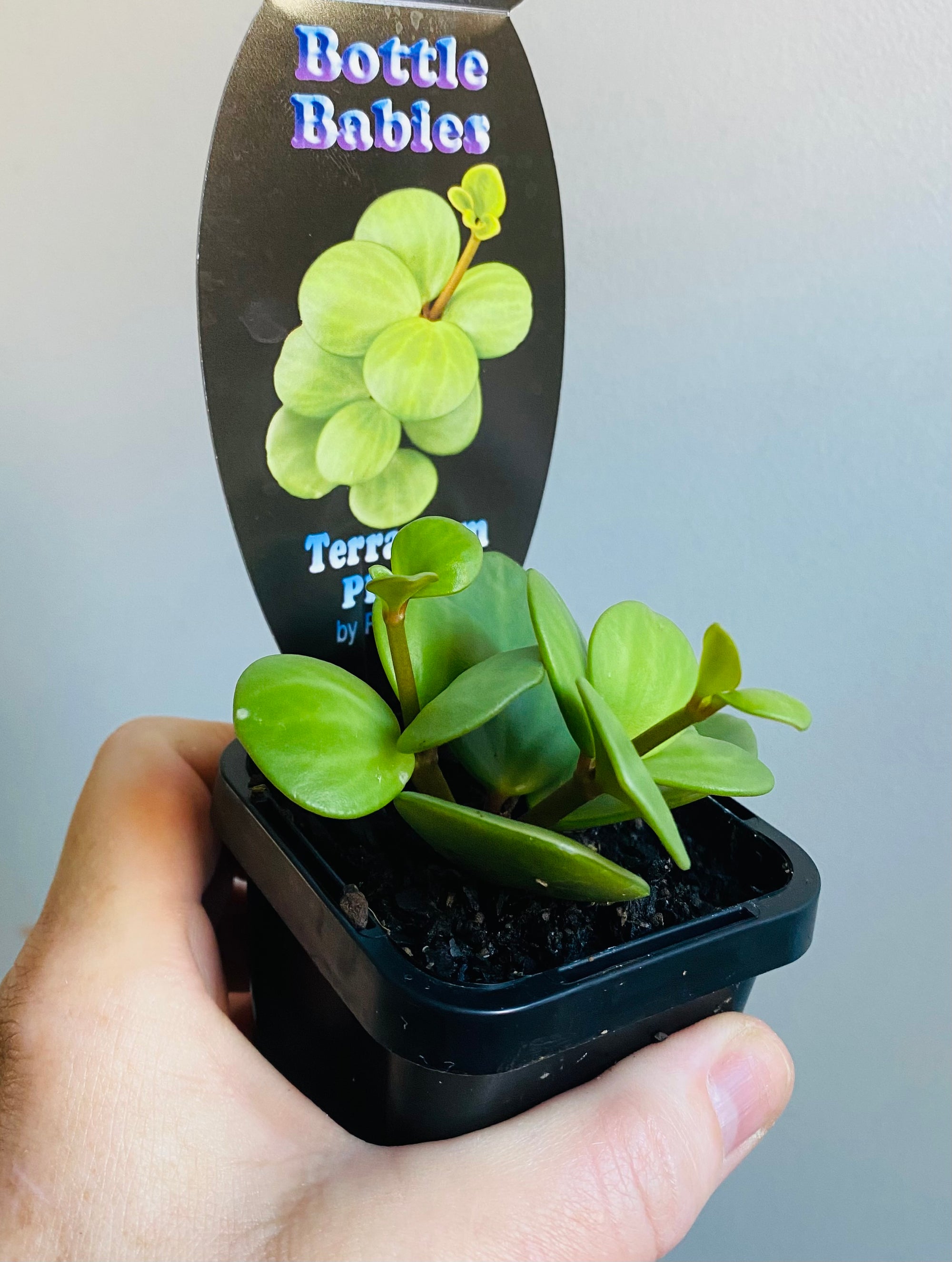 Peperomia Hope (deppeana x quadrifolia)