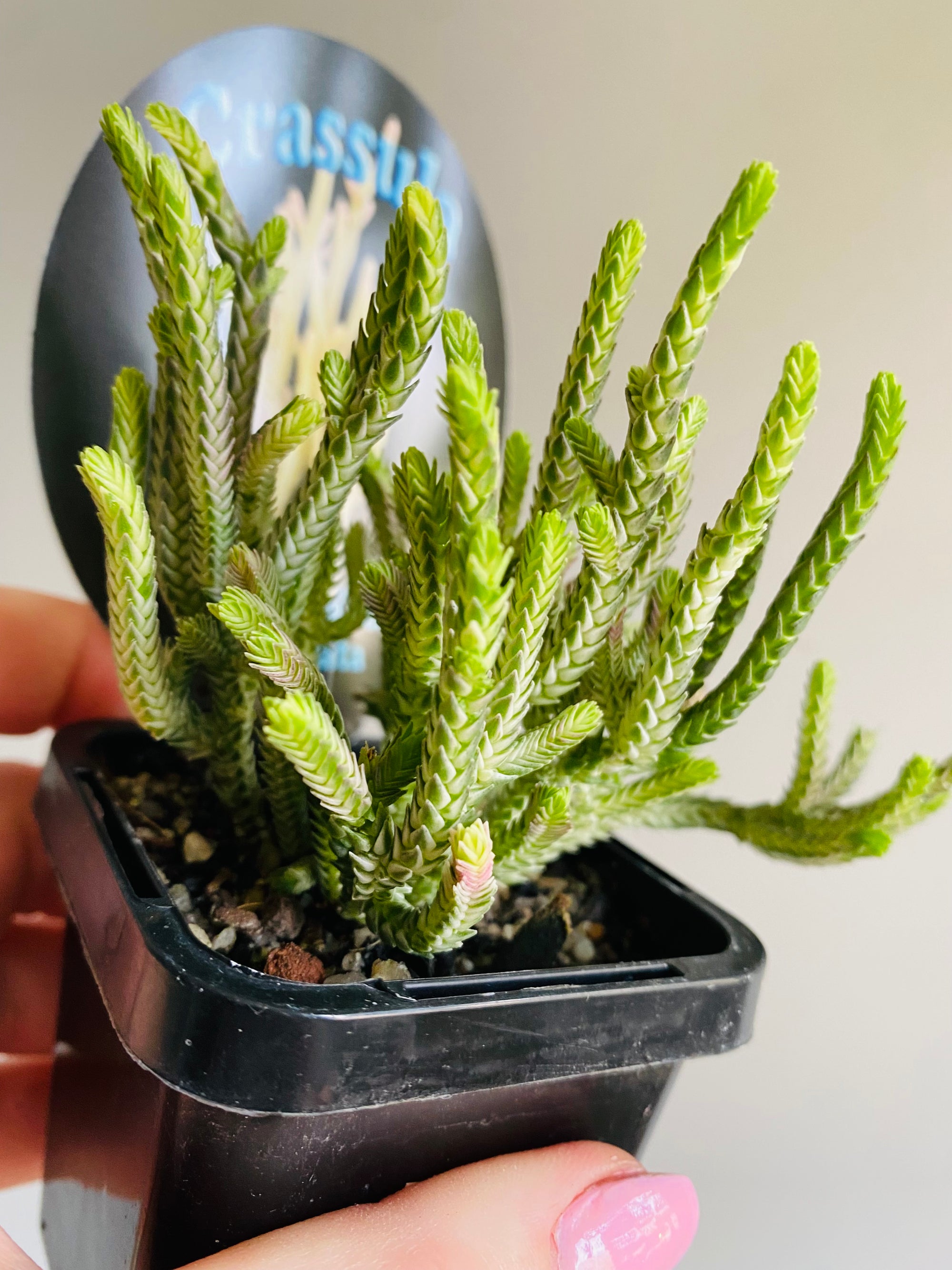 Crassula muscosa (lycopodioides) - Variegated Princess Pine - My Jungle