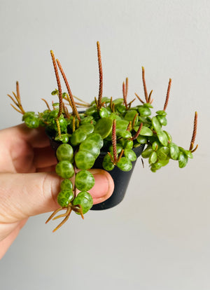 Peperomia prostrata - String of Turtles aka Jade Necklace