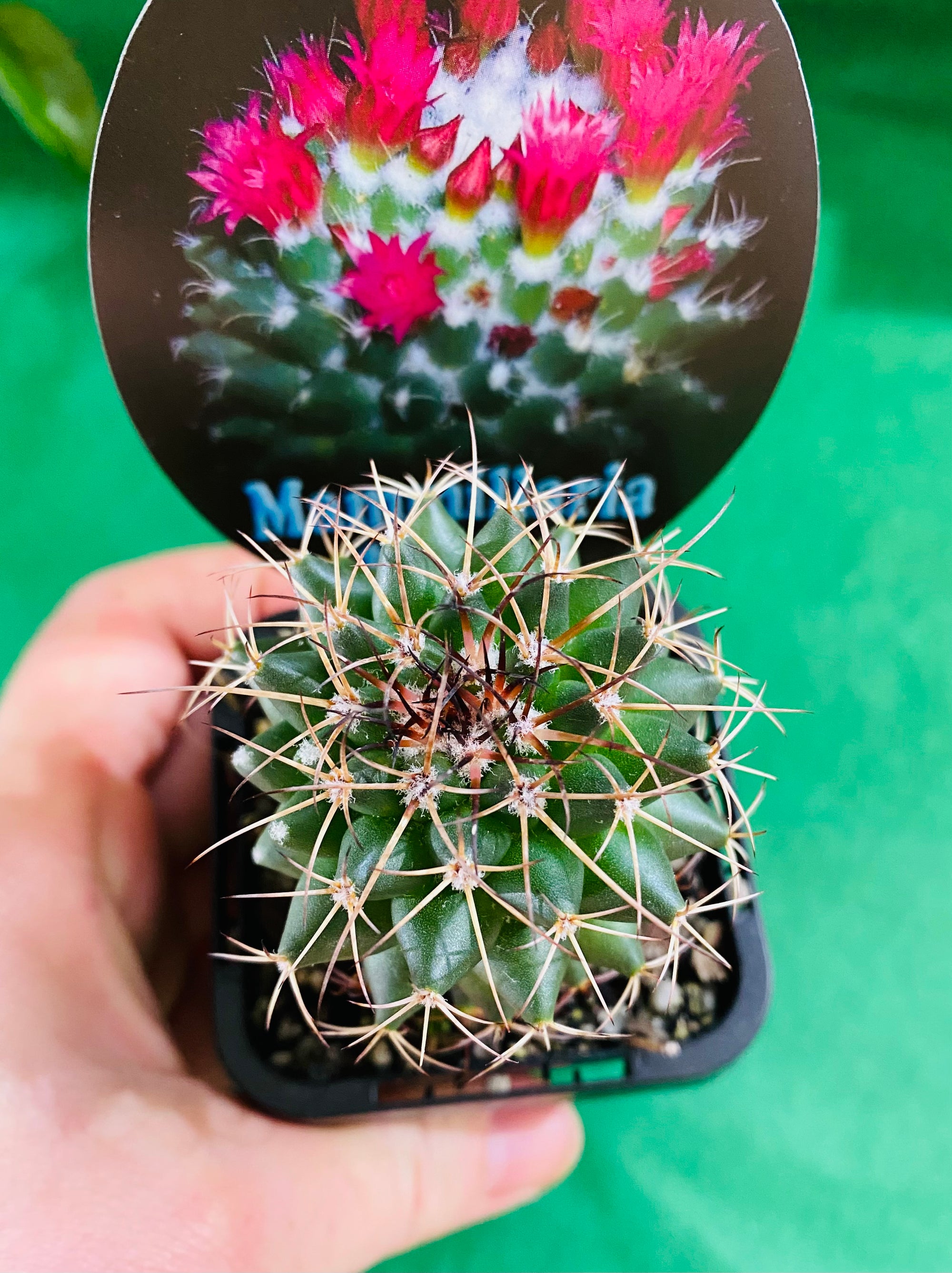 Mammillaria toluca