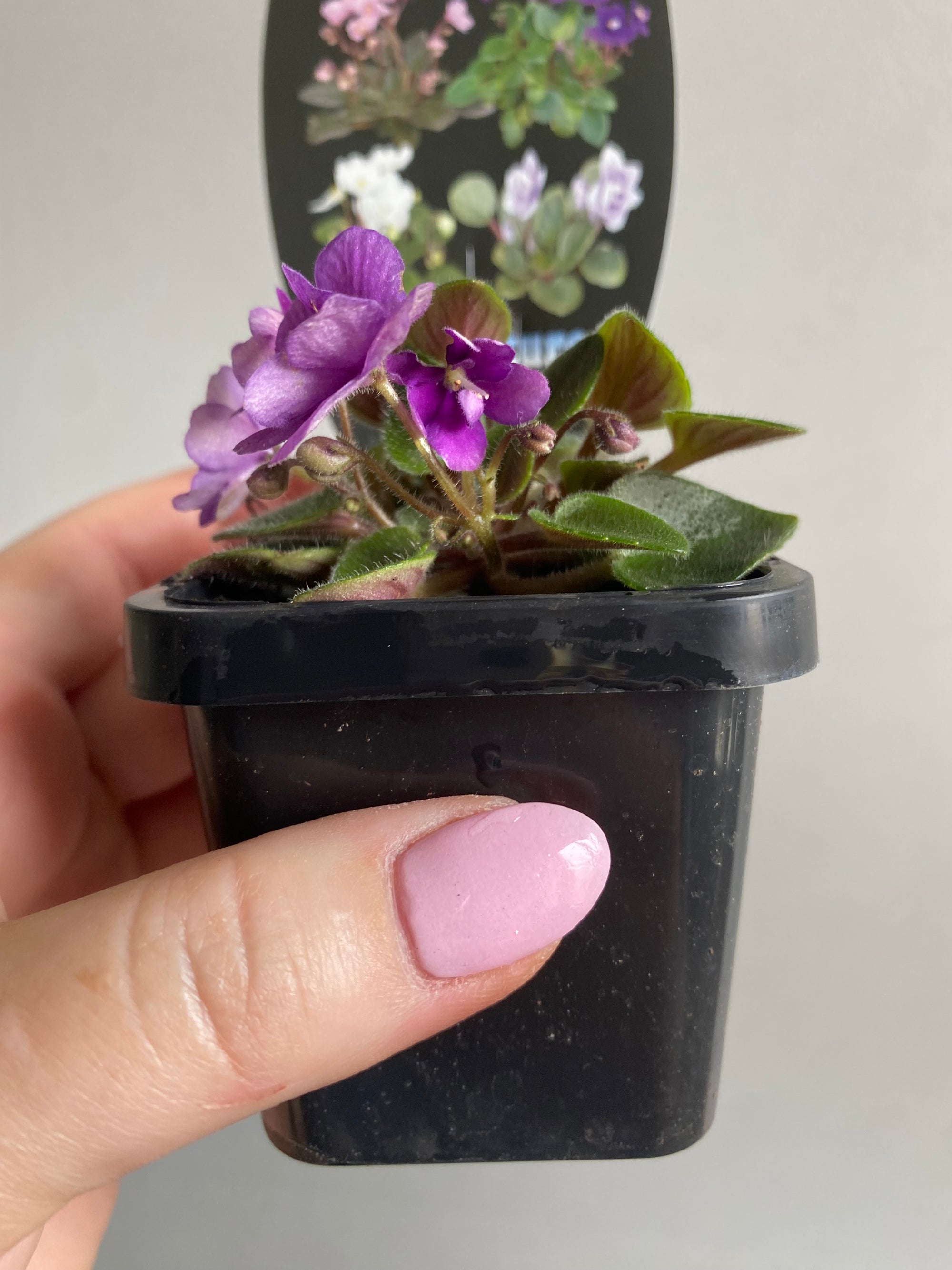 African Violet - Rob's Fuddy Duddy