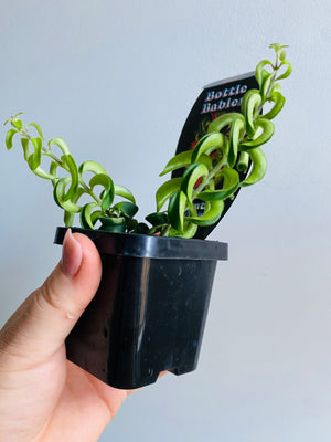 Curly Lipstick Plant (Rasta) - Aeschynanthus radicans