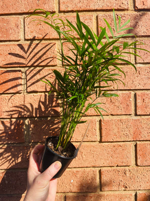 Parlour Palm - Chamaedorea elegans