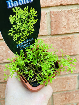 Selaginella kraussiana 'aurea' - Golden Carpet