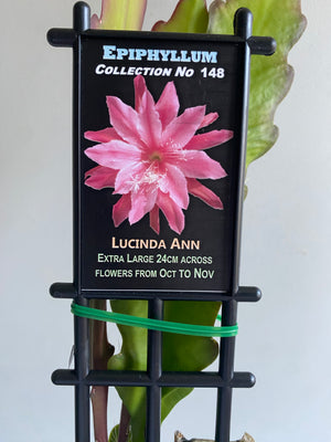 Epiphyllum 'Lucinda Ann' - Collection No. 148