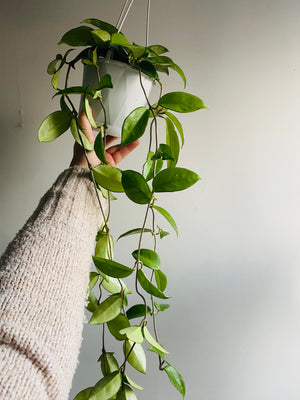 Hoya - Carnosa ‘Pink Flower’ Collection No. 141