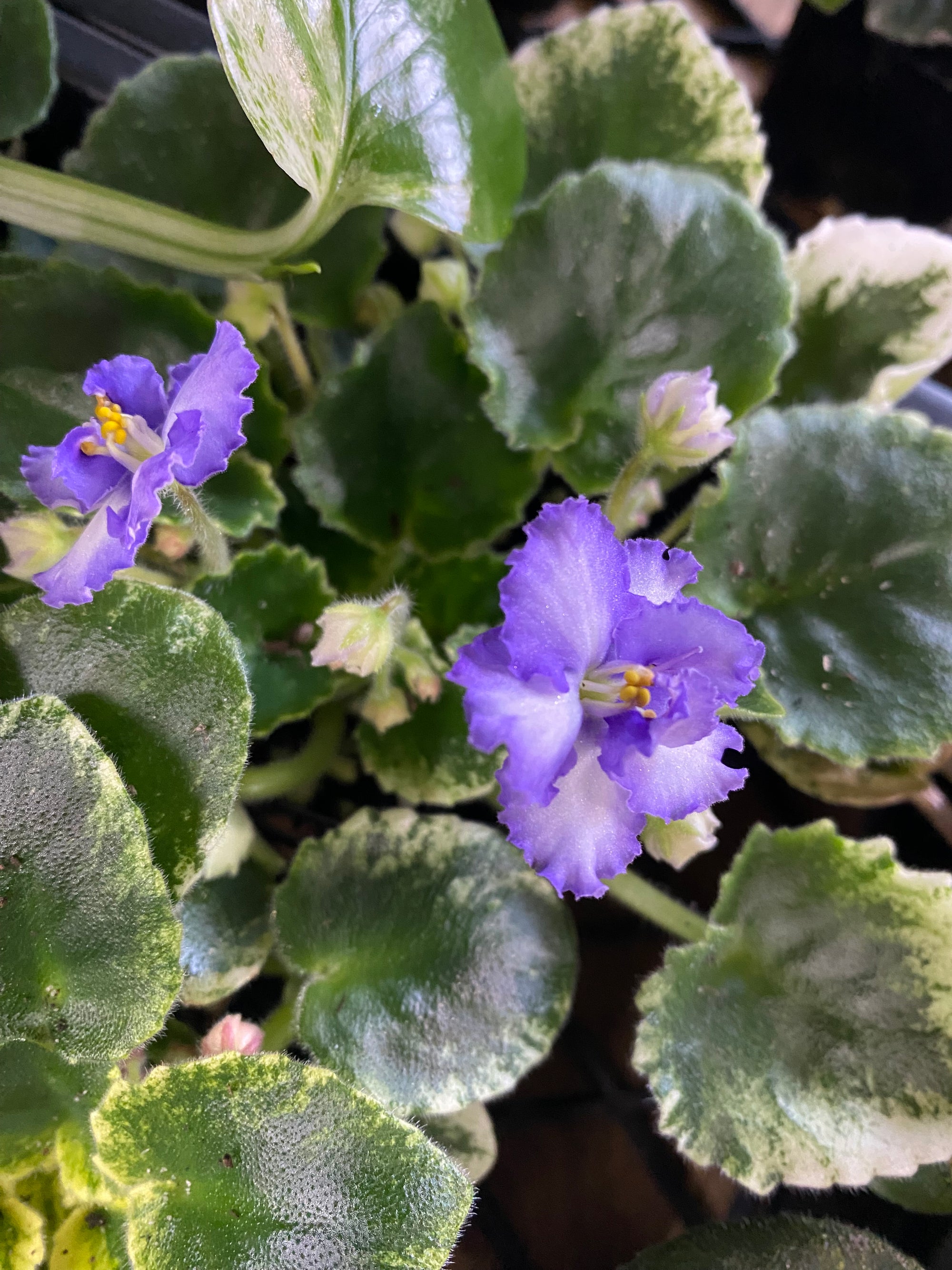 African Violet - Rob’s Kitten Caboodle (purple flower)
