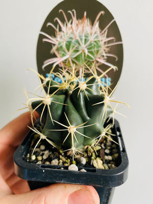 Ferocactus herrerae