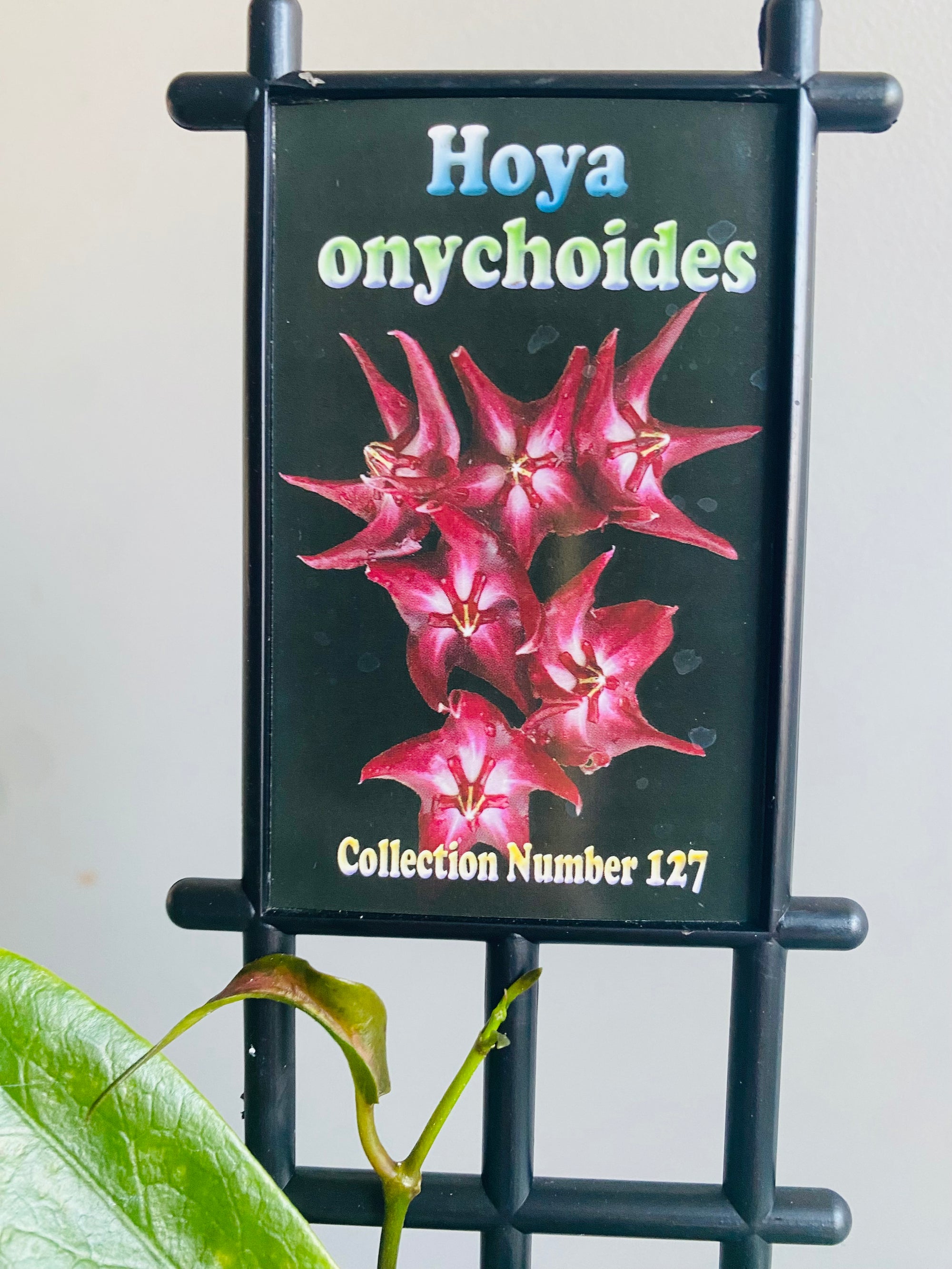 Hoya - Onychoides Collection No. 127