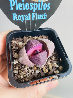 Pleiospilos nellii 'Royal Flush'