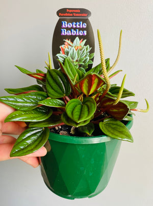 Peperomia - Paradisian Esmeralda