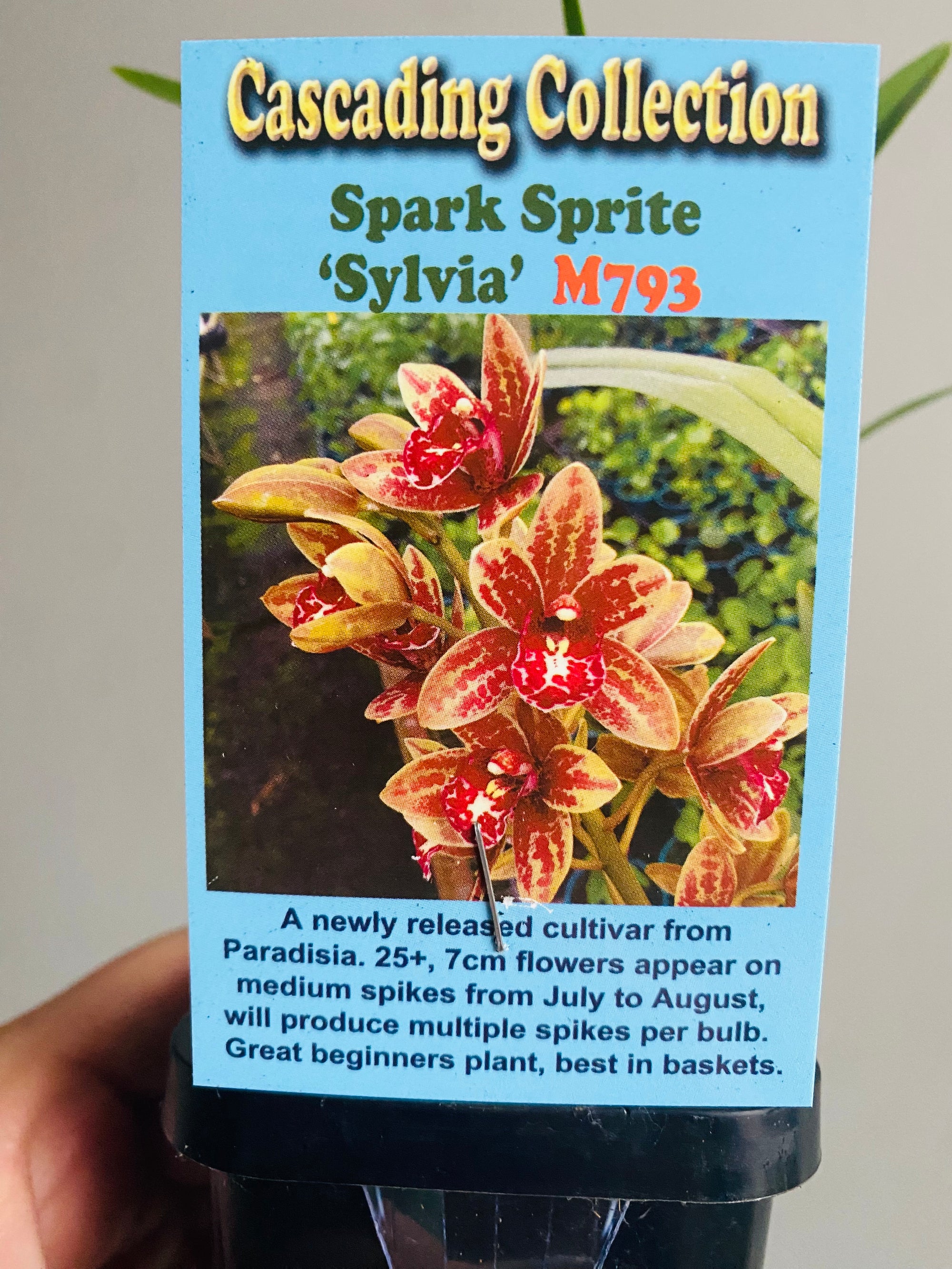 Cascading Collection - Spark Sprite 'Sylvia'