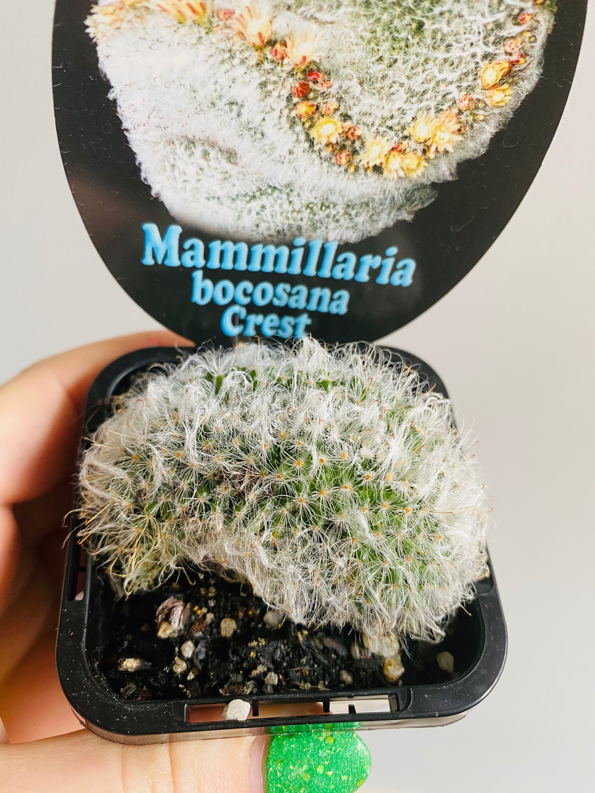 Mammillaria bocosana ‘Crest’