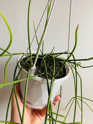 Rhipsalis Hoelleri - Mistletoe Cactus Collection No. 14