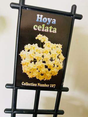Hoya - Celata Collection No. 107