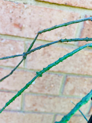 Cynanchum marnierianum 'Bird Cage or Stick Plant' - Mistletoe Collection No. 47