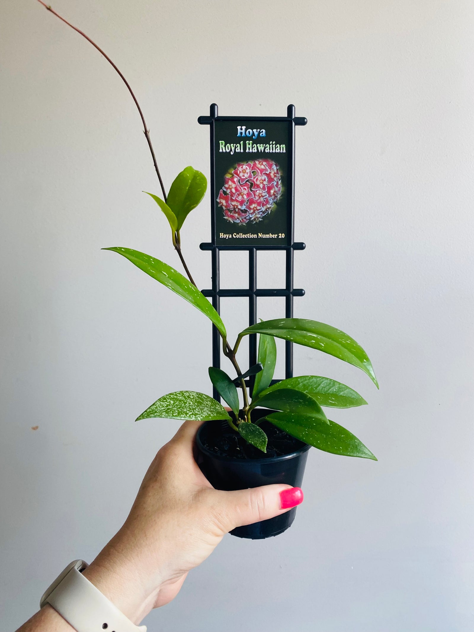 Hoya - Royal Hawaiian Collection No. 20