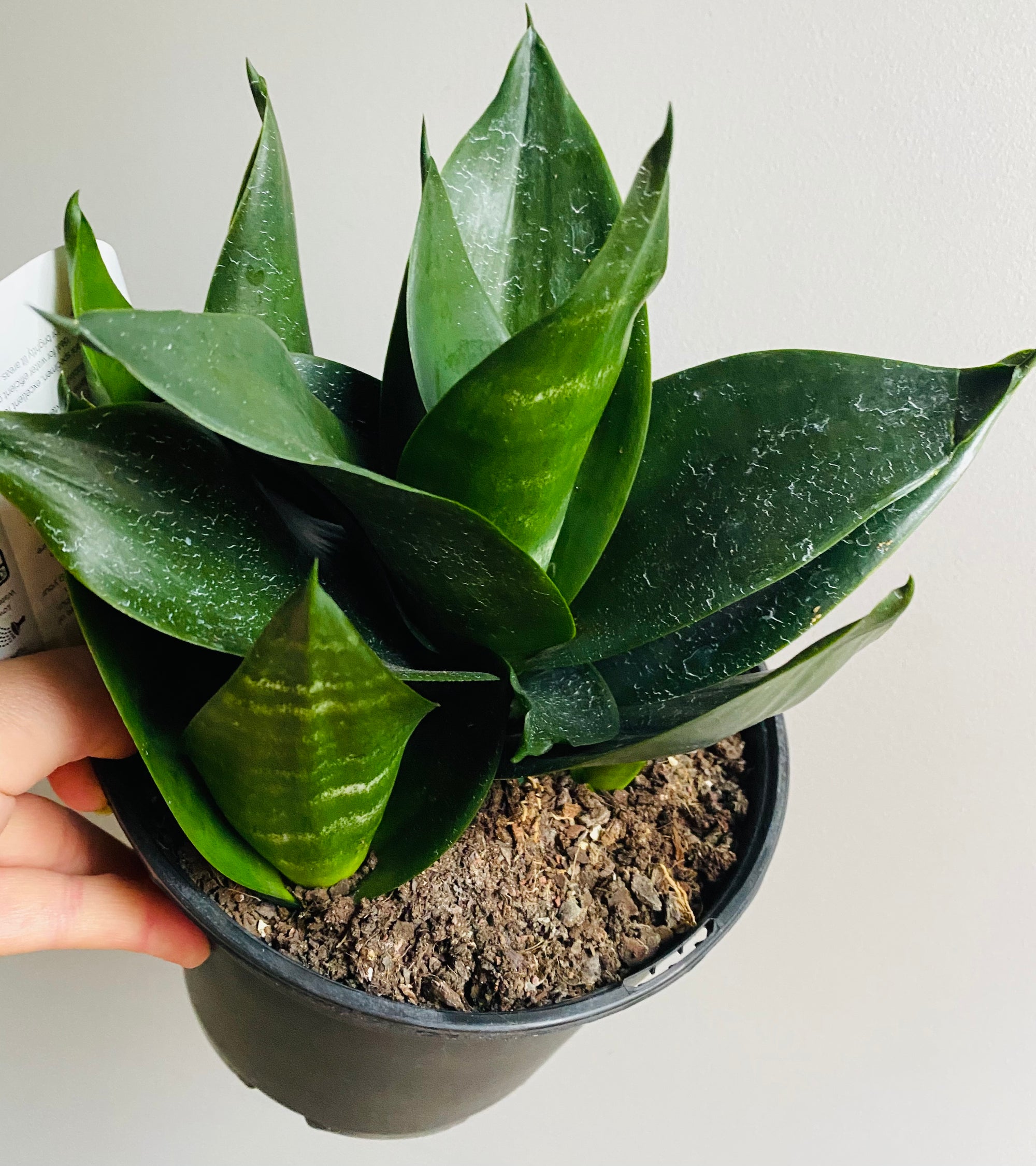 Sansevieria trifasciata - Hahnii Jade