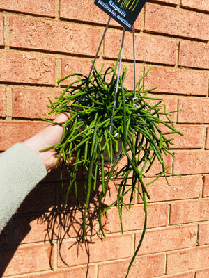 Rhipsalis Baccifera f. Delphinensis - Mistletoe Cactus Collection No. 42