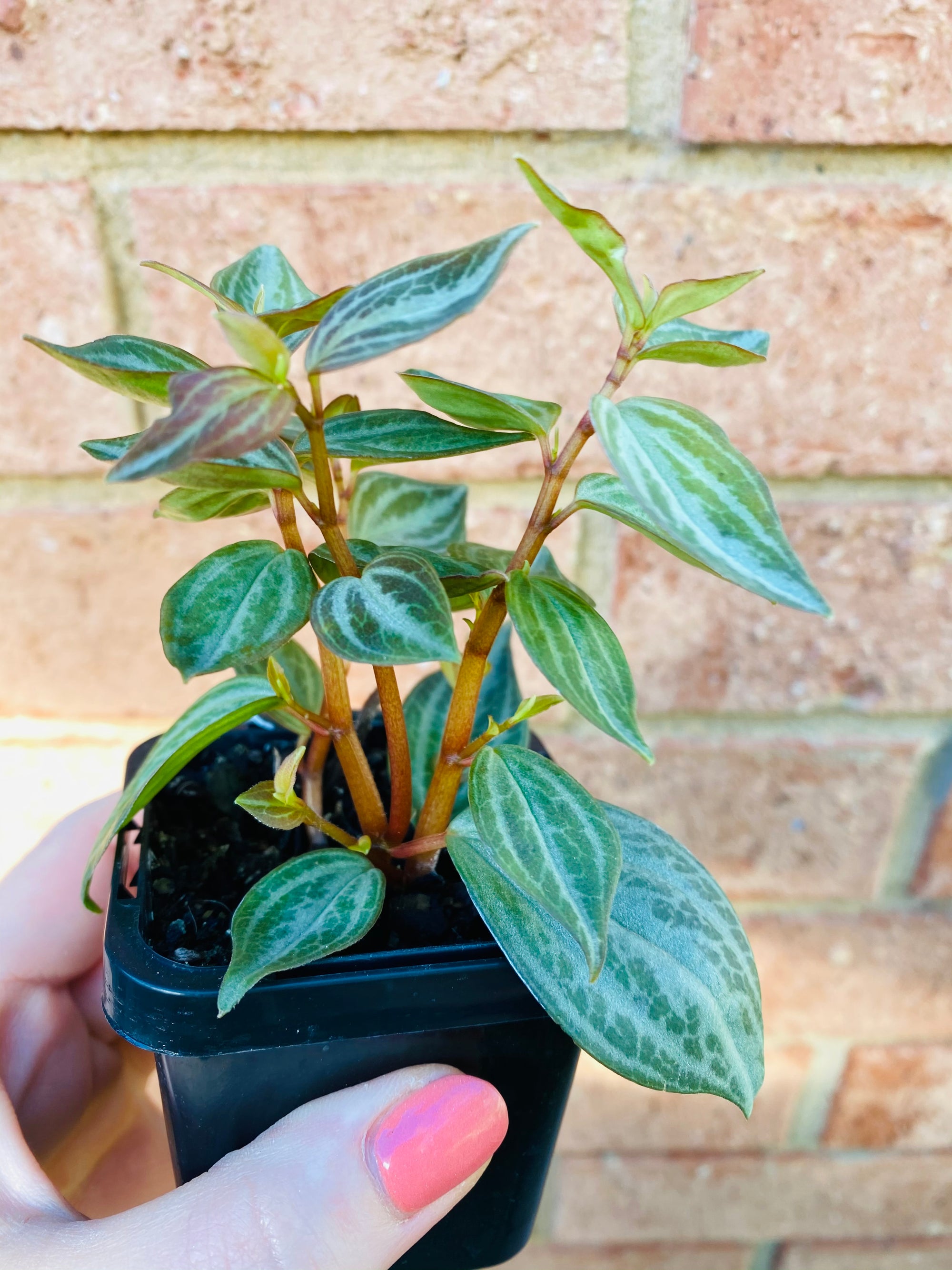 Peperomia - Trinervis