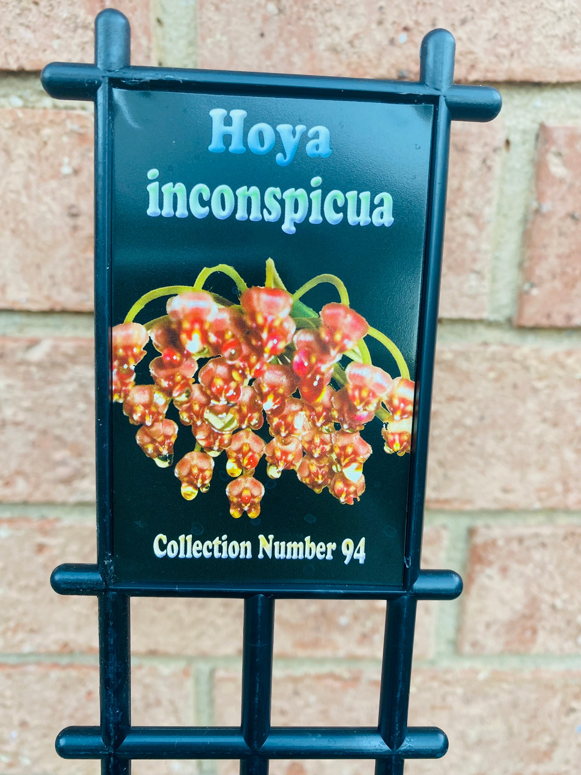 Hoya - Inconspicua Collection No. 94