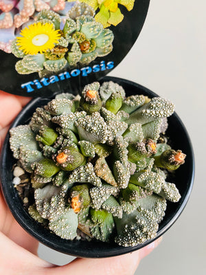 Titanopsis spp.