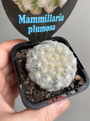 Mammillaria plumosa